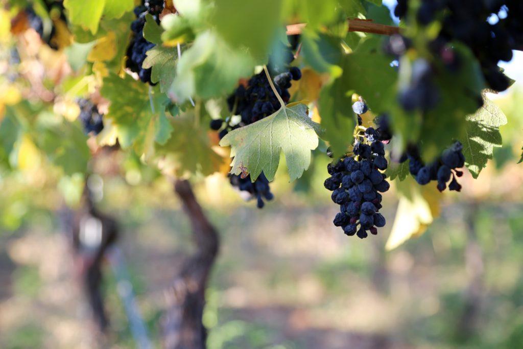 Cowra: The Country Escape That Ticks Every Box